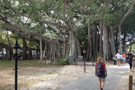 De grootse Banyan Tree van de Verenigde Staten